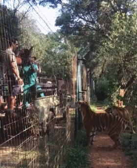 盘点老虎伤人事件，3天2起老虎咬死饲养员事件令人痛心