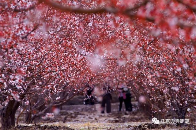 今年托克逊县杏花节是否有，盼望着盼望着托克逊杏花季就要来啦