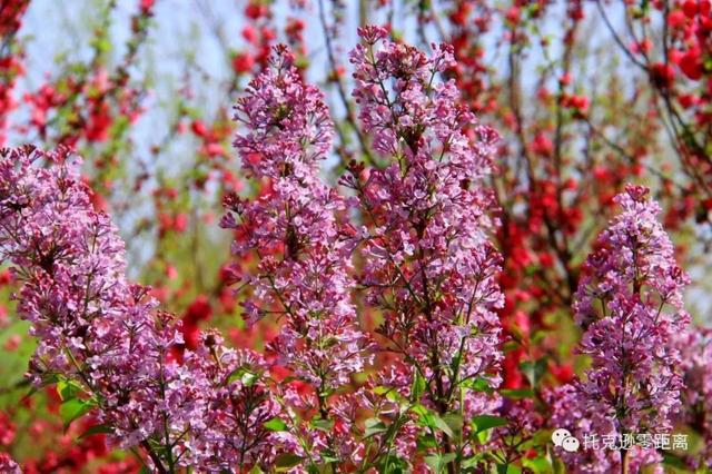 今年托克逊县杏花节是否有，盼望着盼望着托克逊杏花季就要来啦