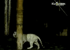 盘点老虎伤人事件，3天2起老虎咬死饲养员事件令人痛心