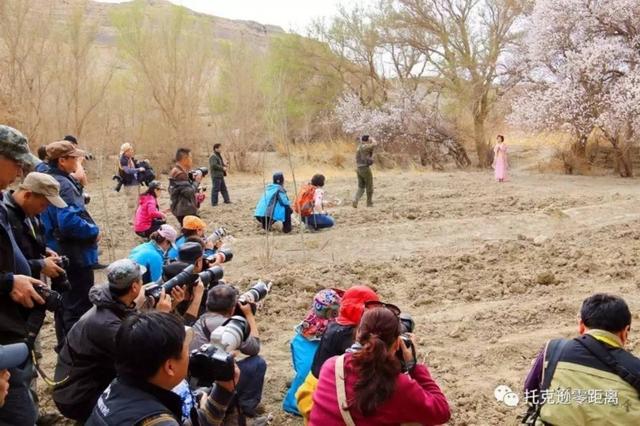 今年托克逊县杏花节是否有，盼望着盼望着托克逊杏花季就要来啦