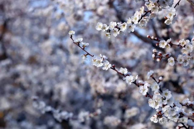 今年托克逊县杏花节是否有，盼望着盼望着托克逊杏花季就要来啦