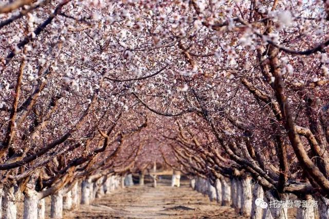 今年托克逊县杏花节是否有，盼望着盼望着托克逊杏花季就要来啦
