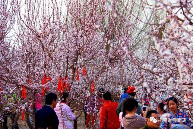 今年托克逊县杏花节是否有，盼望着盼望着托克逊杏花季就要来啦