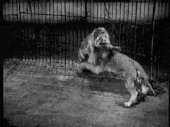 盘点老虎伤人事件，3天2起老虎咬死饲养员事件令人痛心