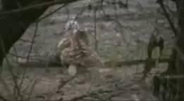 盘点老虎伤人事件，3天2起老虎咬死饲养员事件令人痛心