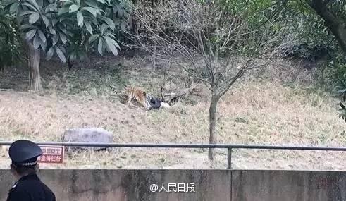 盘点老虎伤人事件，3天2起老虎咬死饲养员事件令人痛心