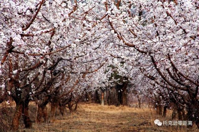 今年托克逊县杏花节是否有，盼望着盼望着托克逊杏花季就要来啦