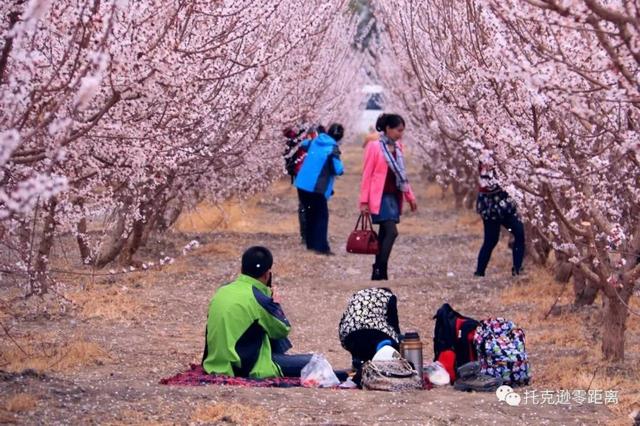 今年托克逊县杏花节是否有，盼望着盼望着托克逊杏花季就要来啦
