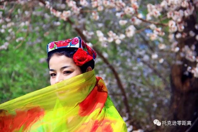 今年托克逊县杏花节是否有，盼望着盼望着托克逊杏花季就要来啦