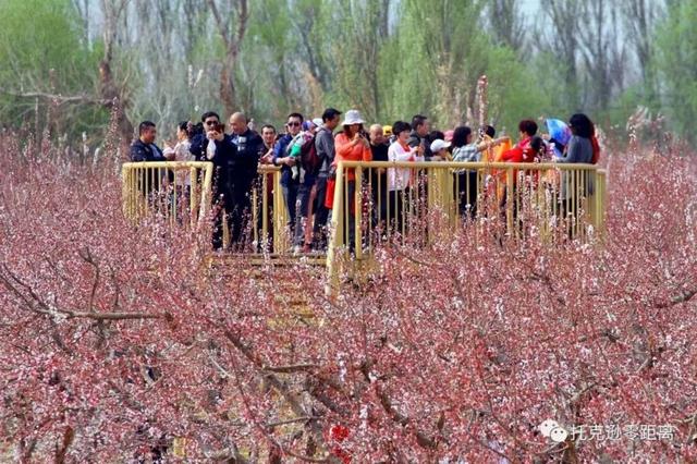 今年托克逊县杏花节是否有，盼望着盼望着托克逊杏花季就要来啦