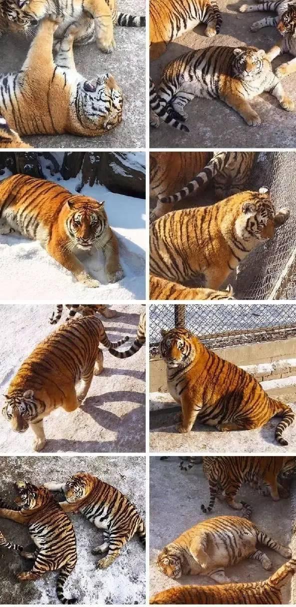 盘点老虎伤人事件，3天2起老虎咬死饲养员事件令人痛心