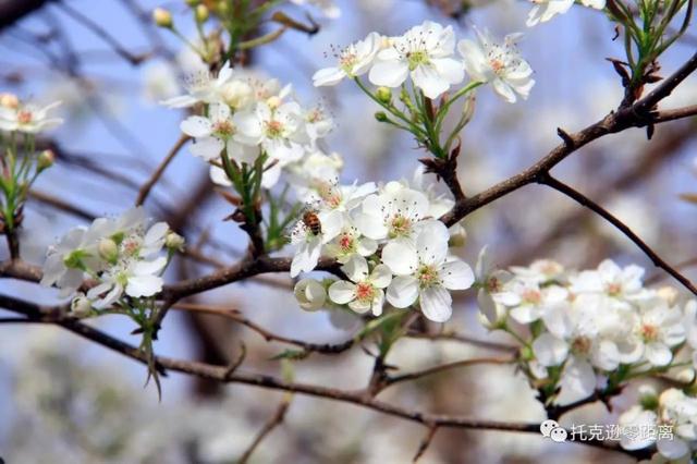 今年托克逊县杏花节是否有，盼望着盼望着托克逊杏花季就要来啦