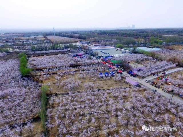 今年托克逊县杏花节是否有，盼望着盼望着托克逊杏花季就要来啦