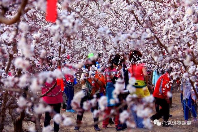 今年托克逊县杏花节是否有，盼望着盼望着托克逊杏花季就要来啦