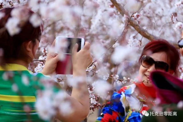 今年托克逊县杏花节是否有，盼望着盼望着托克逊杏花季就要来啦