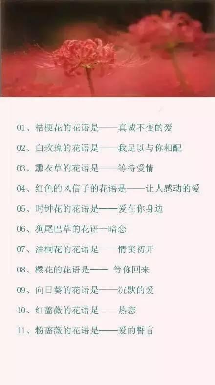 情人节送男友什么情人节攻略｜100种鲜花的花语，你肯定需要