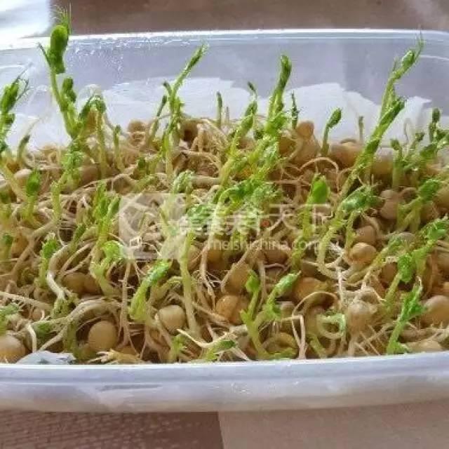 蔬菜菜谱大全家常菜教程，菜谱合集春来到