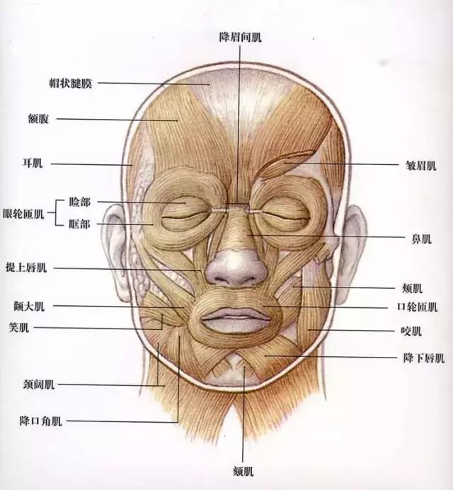 皮肤护理的基本步骤，皮肤护理基本步骤图解