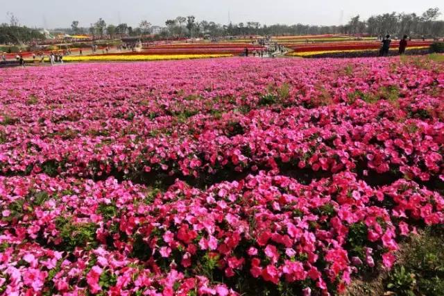 上海旅游必去景点推荐图文，上海本地100个游玩景点列表