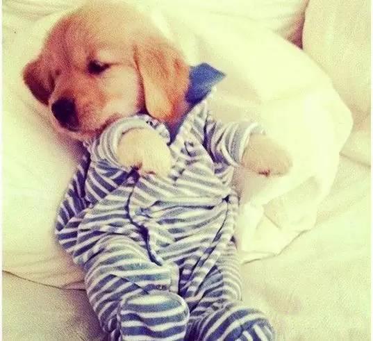 狗粮推荐测评排行榜，十大狗粮排行榜