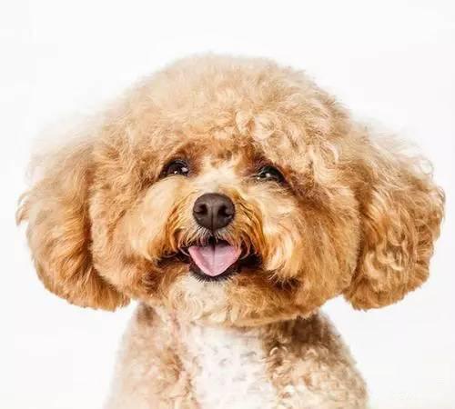 狗粮推荐测评排行榜，十大狗粮排行榜