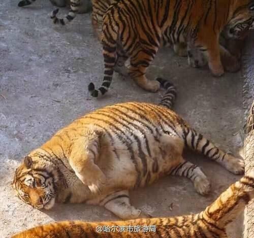 肥胖纹气球