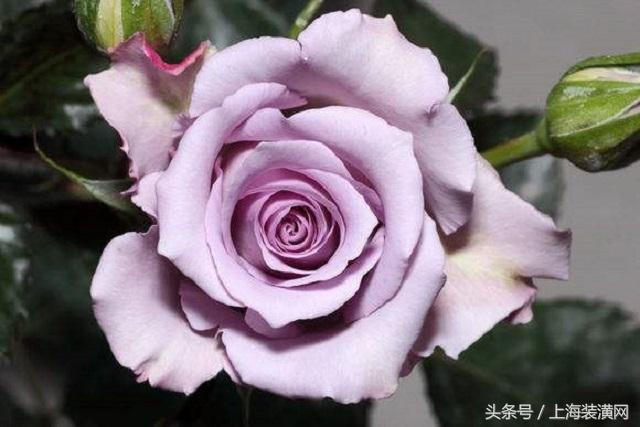 七夕送什么礼物好情人节 这些玫瑰花送给你