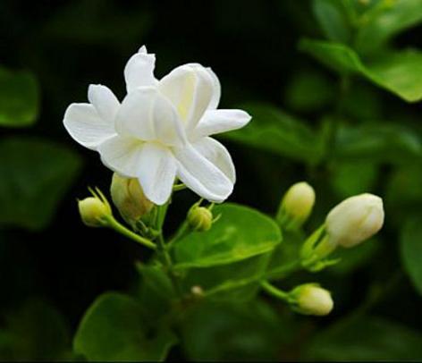 情人节送男友什么好情人节要送花？你知道这些花的花语吗？