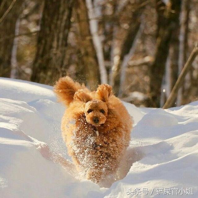 贵宾犬的造型修剪有哪些，巨型贵宾们剪毛前后对比