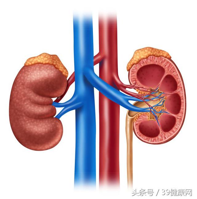 腎損傷最常見的癥狀是，輕微腎損傷最常見的癥狀治療