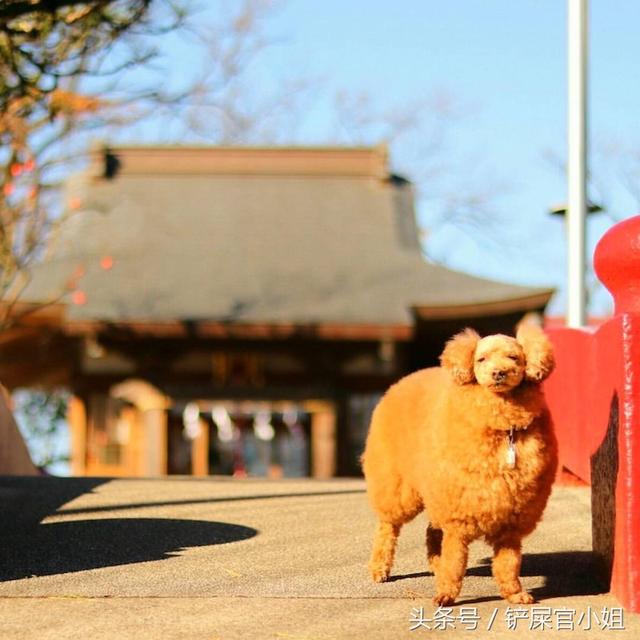 贵宾犬的造型修剪有哪些，巨型贵宾们剪毛前后对比