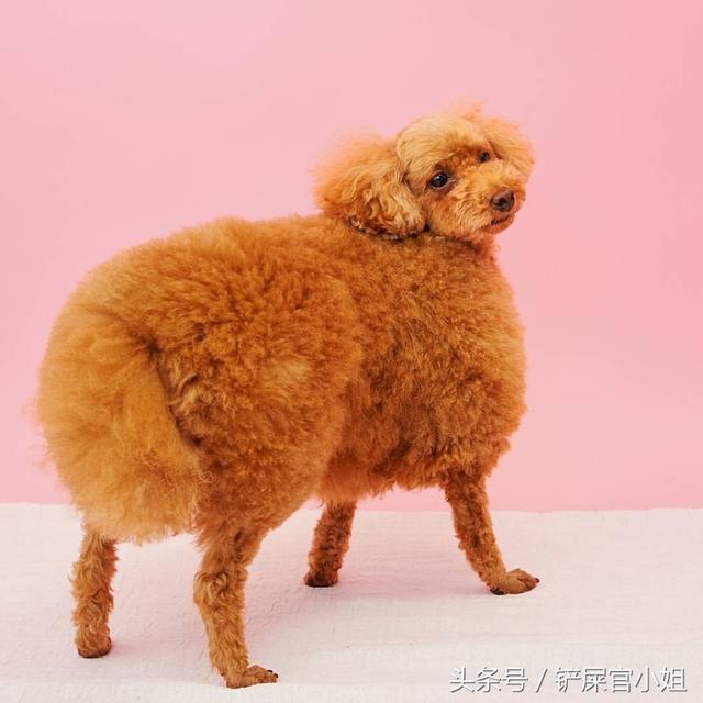 贵宾犬的造型修剪有哪些，巨型贵宾们剪毛前后对比