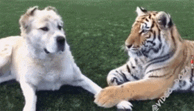 我内心毫无波澜，但其实我的内心毫无波澜