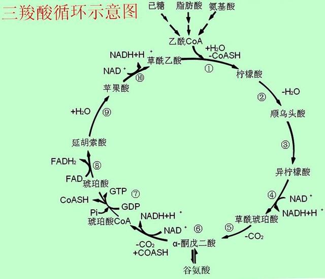 柠檬酸食品添加剂，柠檬酸是食品添加剂里面的什么（食品添加剂是“帮凶”）