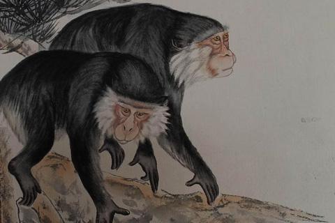 十二生肖的年份及运程，十二生肖各自属相命运