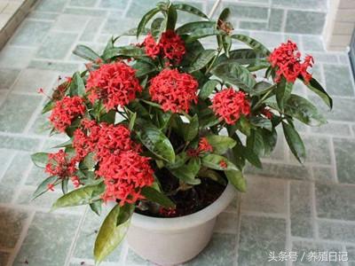 什么花盆栽好养四季开花，7种花很“勤奋”