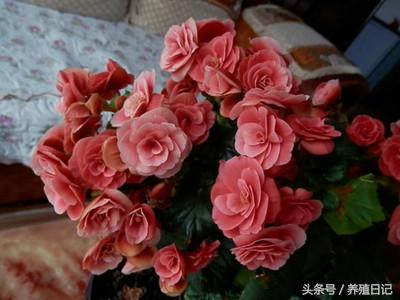什么花盆栽好养四季开花，7种花很“勤奋”