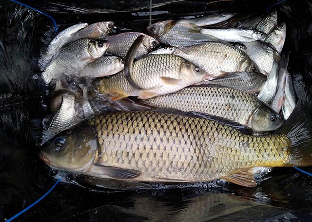 六畜指的是哪六畜，城里人不一定都知道（六畜是指的是哪六畜）