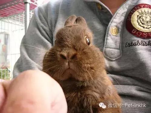 最漂亮的宠物兔品种，原来最适合的当宠物的兔兔
