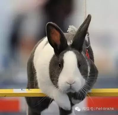 最漂亮的宠物兔品种，原来最适合的当宠物的兔兔