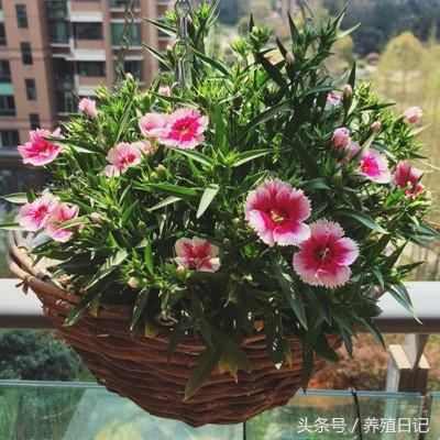 什么花盆栽好养四季开花，7种花很“勤奋”