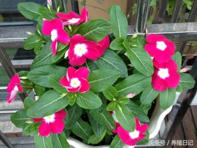 什么花盆栽好养四季开花，7种花很“勤奋”