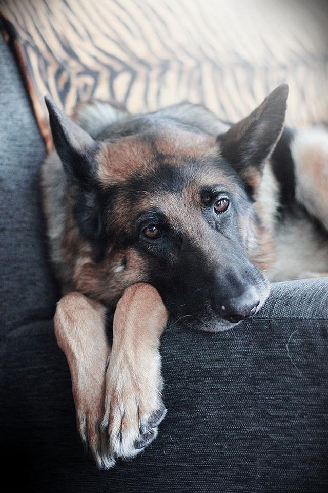 六畜指的是哪六畜，城里人不一定都知道（六畜是指的是哪六畜）