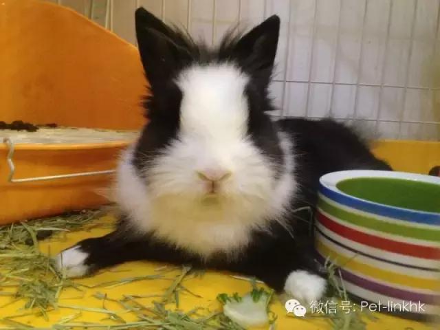 最漂亮的宠物兔品种，原来最适合的当宠物的兔兔