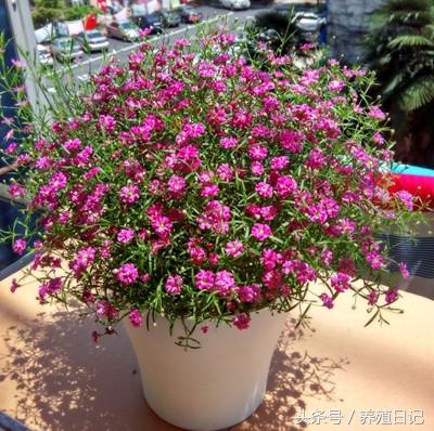 什么花盆栽好养四季开花，7种花很“勤奋”