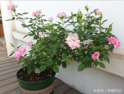 什么花盆栽好养四季开花，7种花很“勤奋”