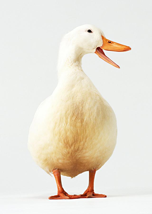 六畜指的是哪六畜，城里人不一定都知道（六畜是指的是哪六畜）