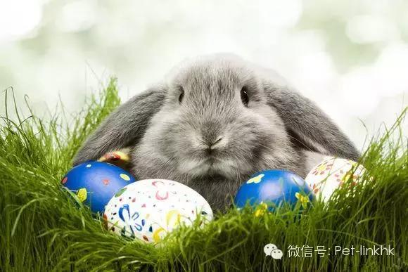 最漂亮的宠物兔品种，原来最适合的当宠物的兔兔