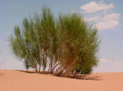 沙漠里能活千年的植物，沙漠里价值千万的5种植物